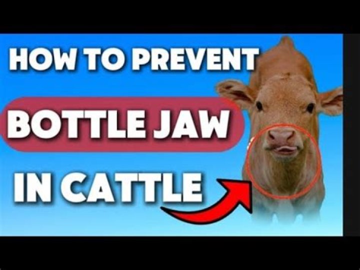 What is bottle jaw cattle?