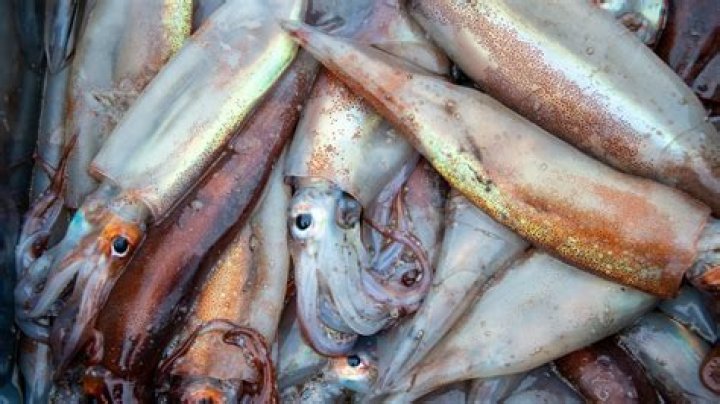 What is calamari heads?
