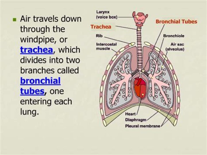 What is called windpipe?