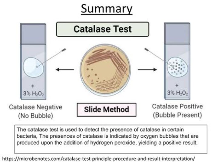 What is catalase used for in industry?