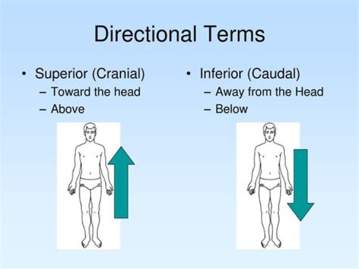 What is caudal direction? | ContextResponse.com