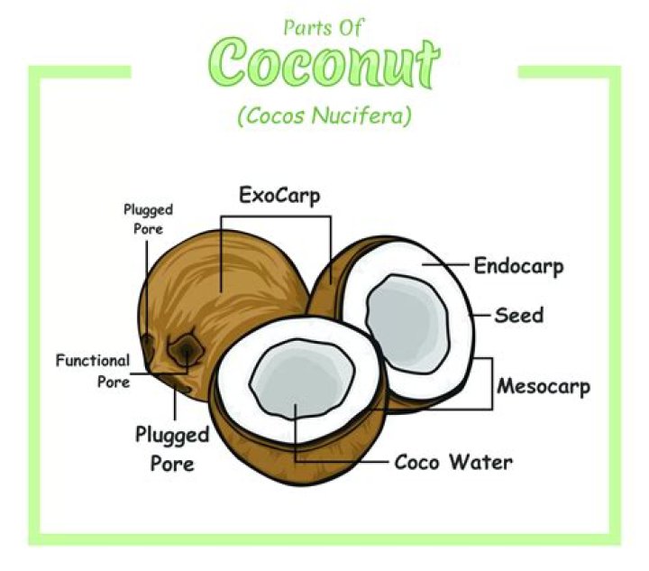 What is coconut frond? | ContextResponse.com