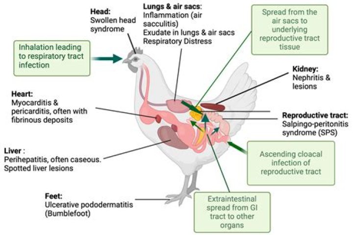 What is Colibacillosis poultry? | ContextResponse.com