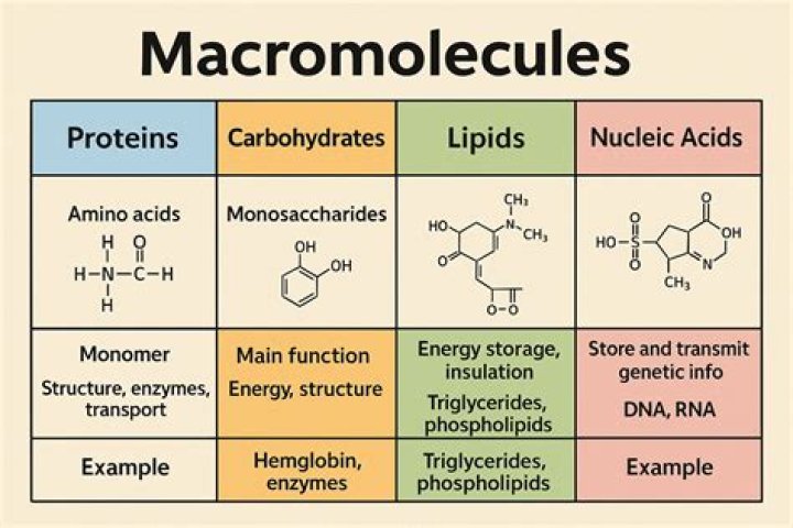 What is considered a macromolecule?