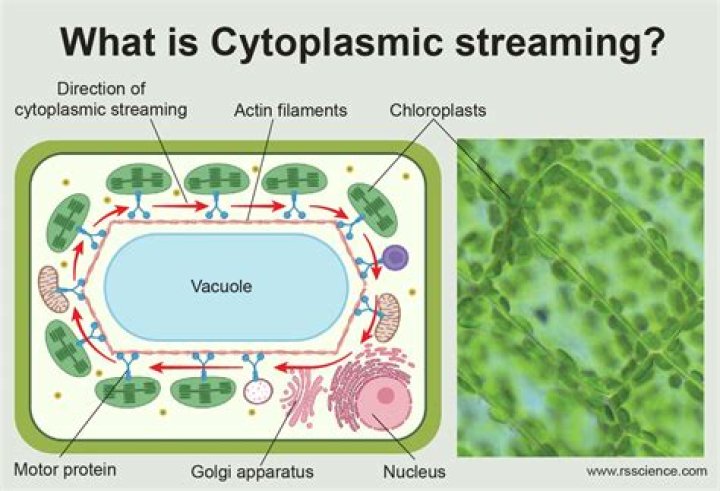 What is Cyclosis and why is it important to cells?