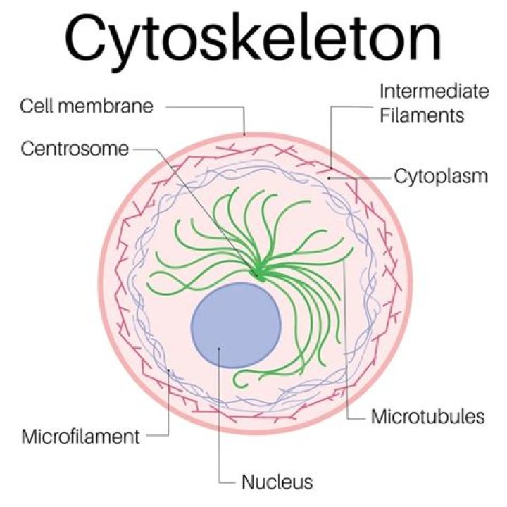 What is cytoskeleton in a cell?