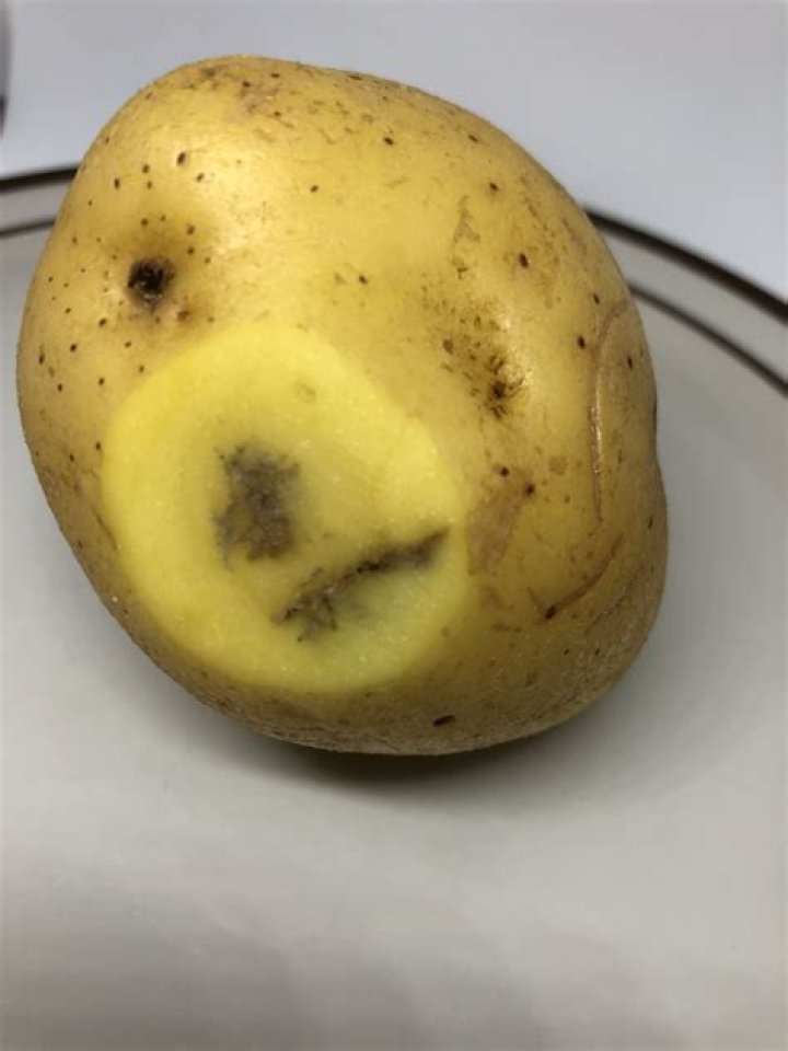 What is eating holes in my potatoes?