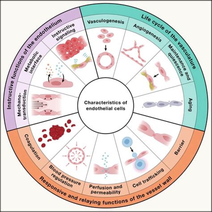 What is endothelial cell loss?