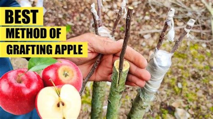 What is field grafting?