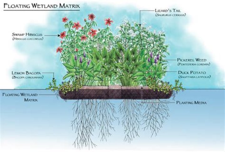 What is floating treatment wetland?