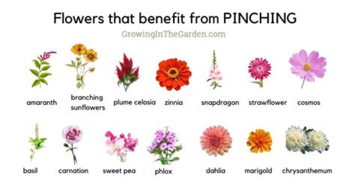 What is flower pinching?