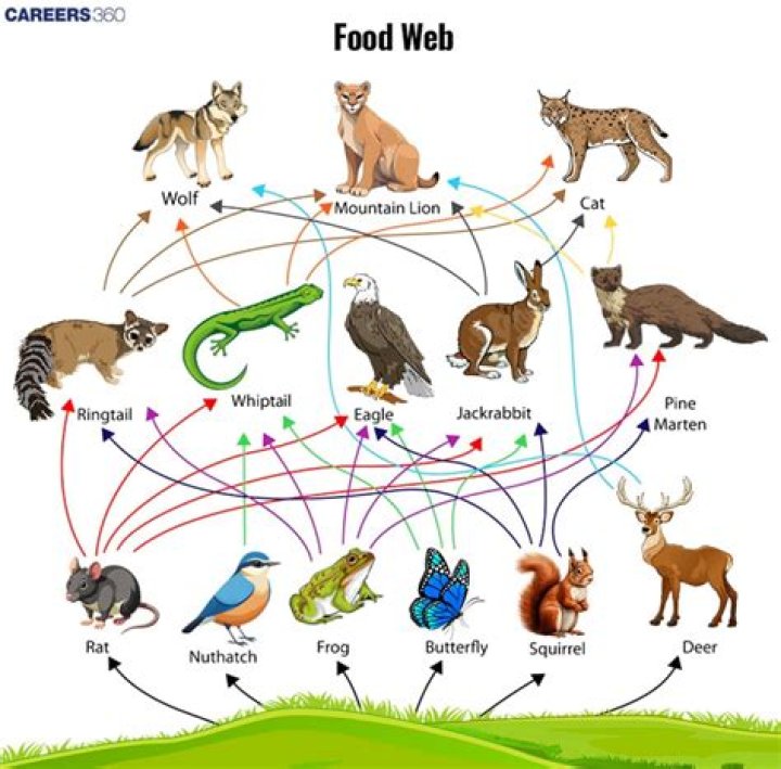 What is food web explain?