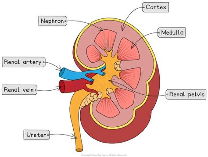 What is found in the renal cortex?