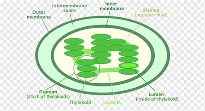 What is found in the stroma?