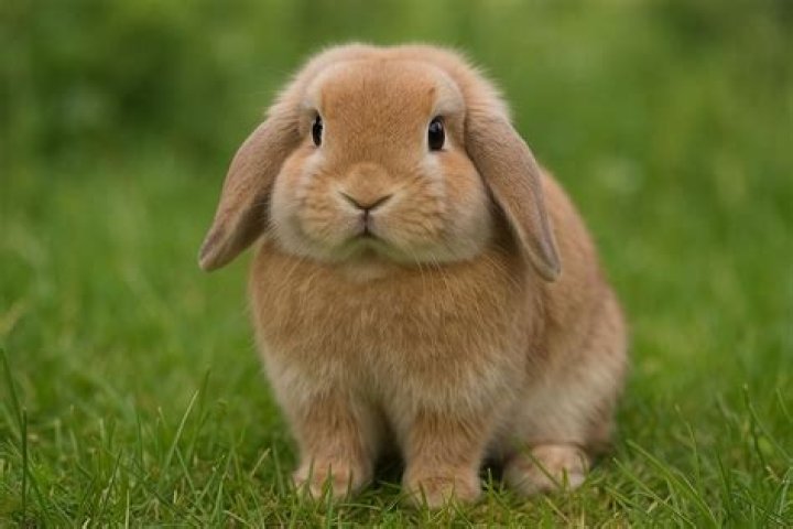 What is Frank the rabbit?