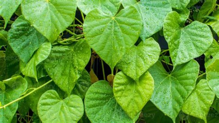What is giloy plant in English?