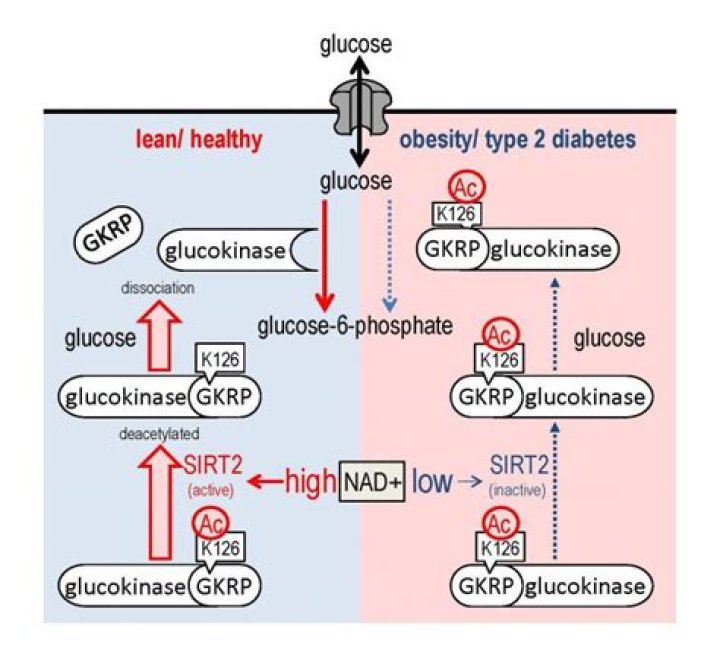What is glucokinase inhibited by?