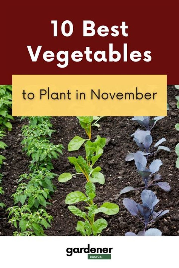 What is good to plant in November?