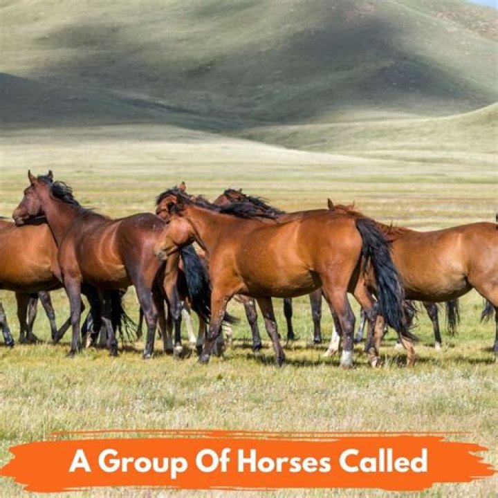 What is herd of horses called?