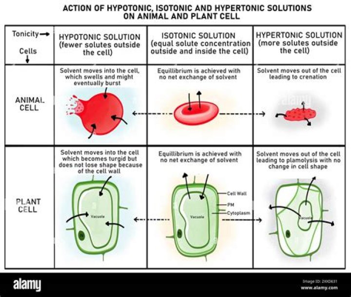 What is hypotonic and hypertonic solution?