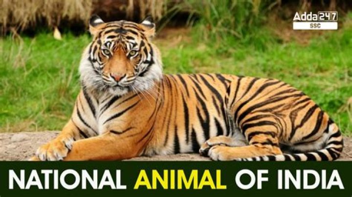 What is India's national animal?