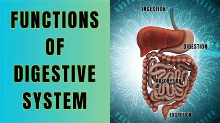What is ingestion in the digestive system?