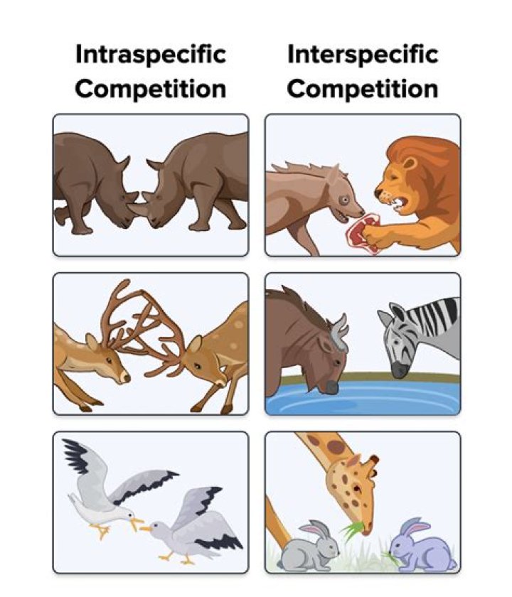 What is interspecific association? | ContextResponse.com