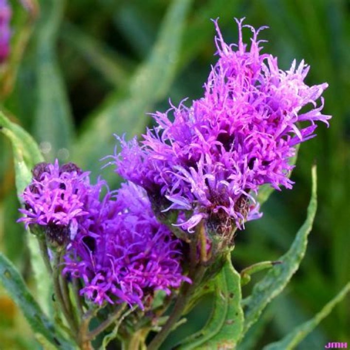 What is Ironweed good for?