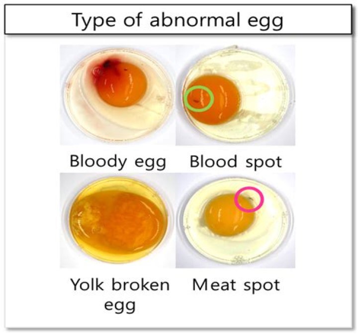 What is it called when the yolk is runny?