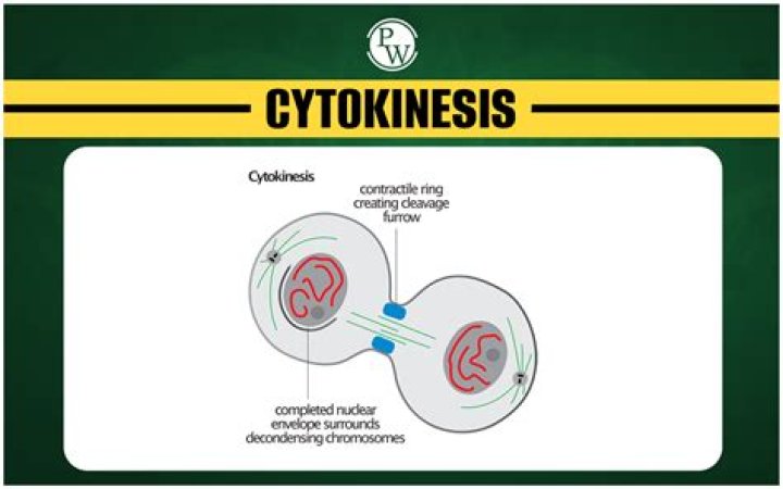 What is Karyokinesis during cell division?