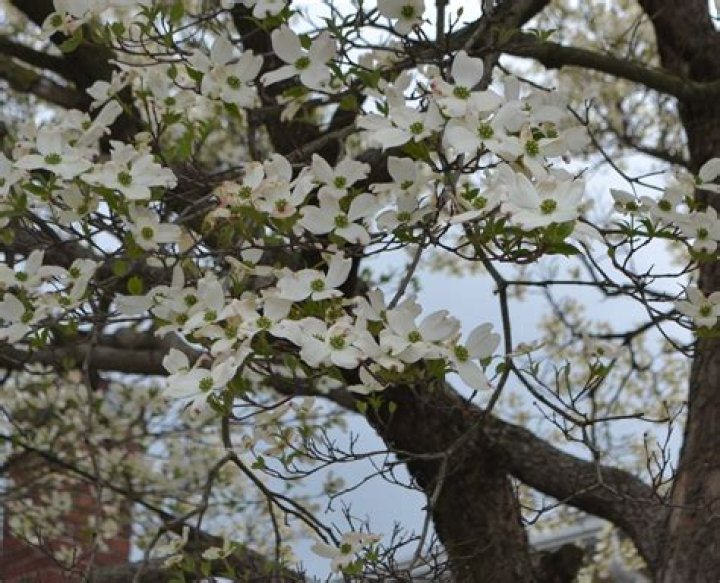 What is killing my dogwood tree?