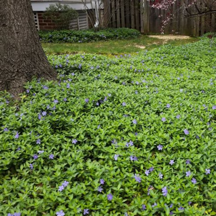 What is killing my vinca flowers?