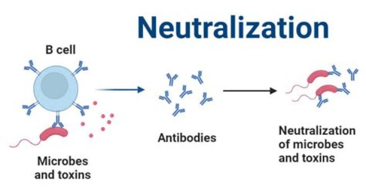 What is neutralization antibody?