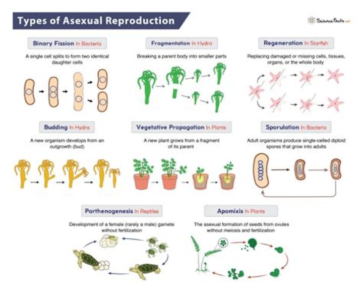 What is one advantage and one disadvantage of asexual reproduction?