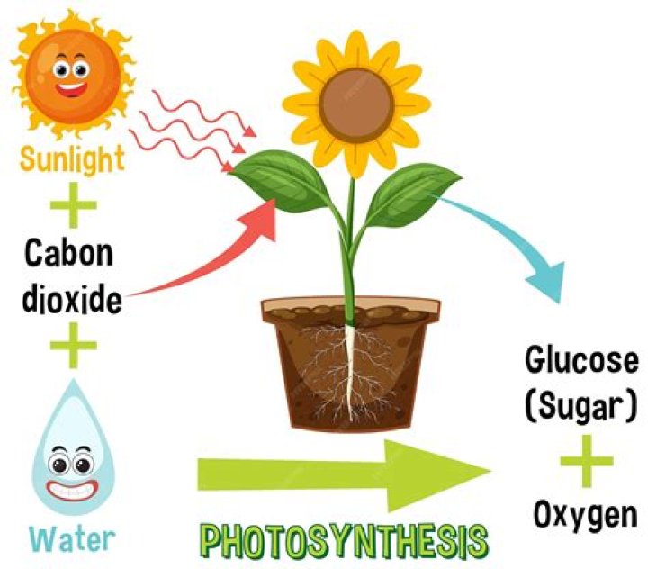 What is photosynthesis in biology quizlet?