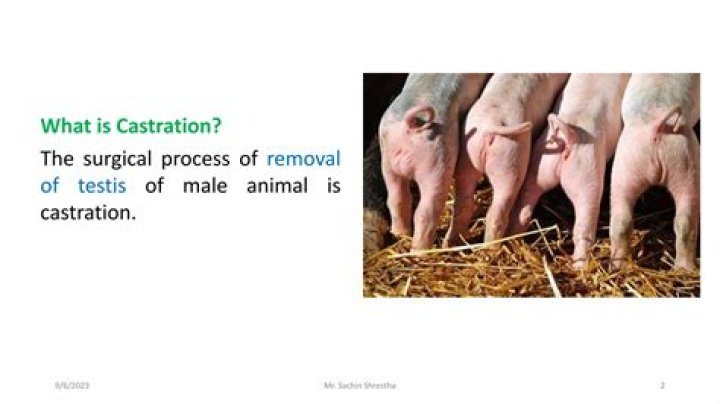 What is pig castration?