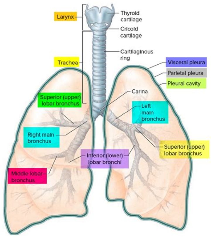 What is pleurisy pain? | ContextResponse.com