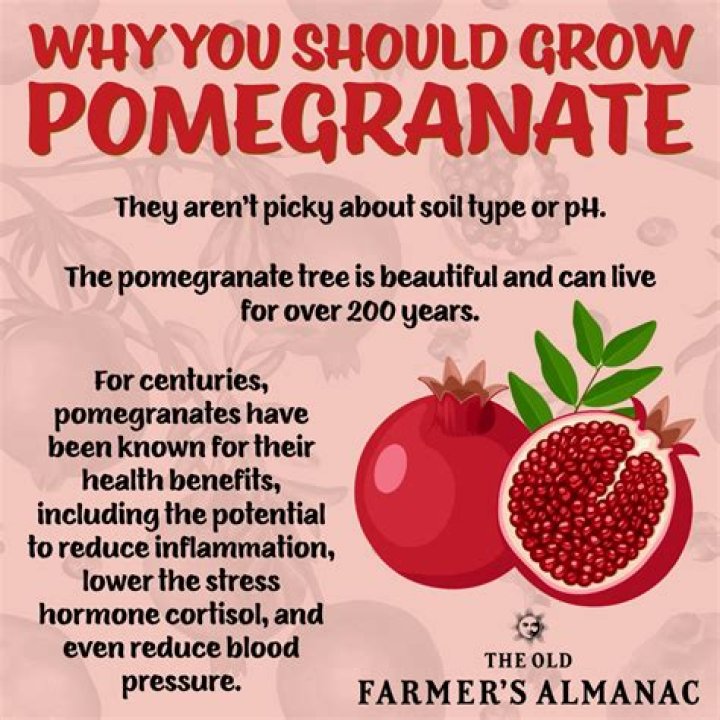 What is pomegranate tea for?