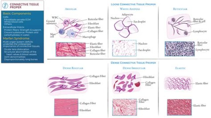 What is primary tissue? | ContextResponse.com