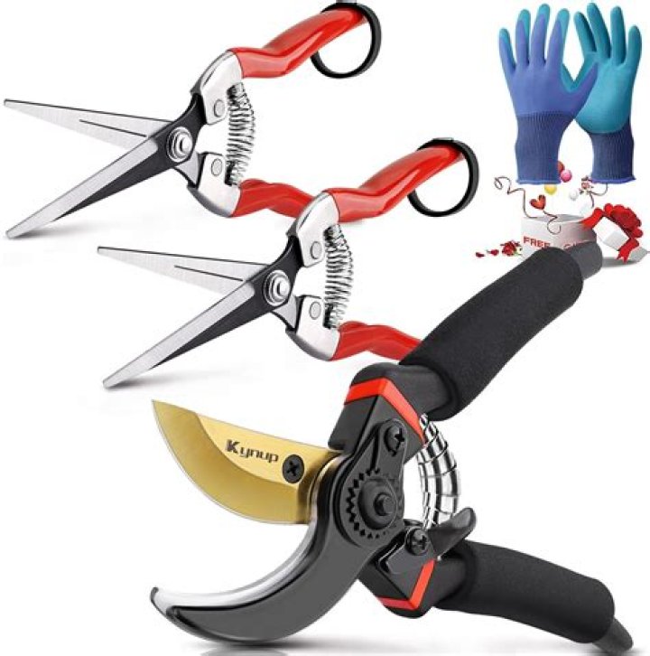 What is pruning and training of horticultural crops?