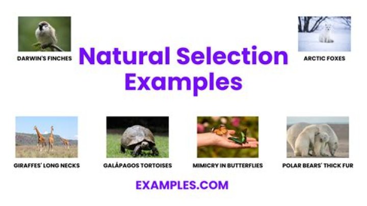 What is randomized selection?