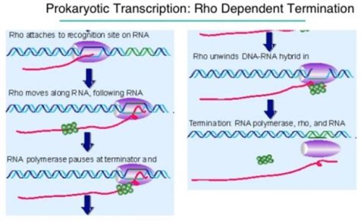 What is rho dependent termination?