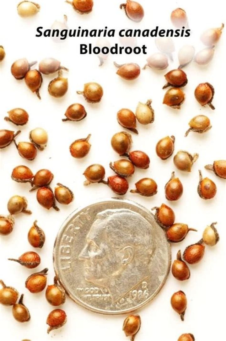 What is sanguinaria canadensis used for?