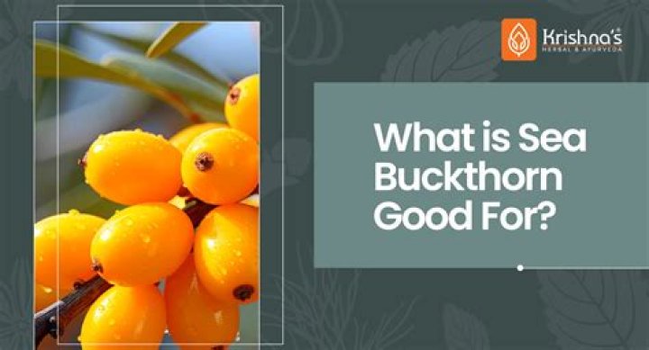 What is sea buckthorn berry good for?