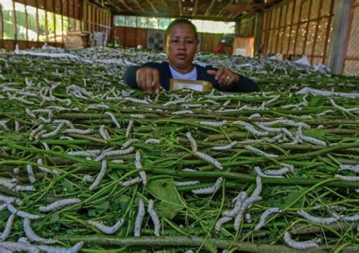 What is sericulture and how it is done?