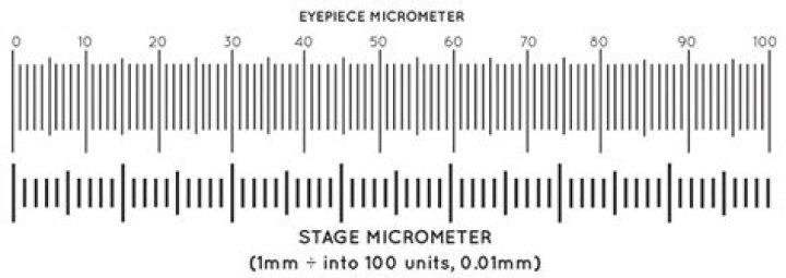 What is stage micrometer?