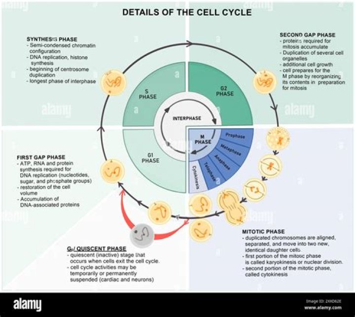 What is start in cell cycle?