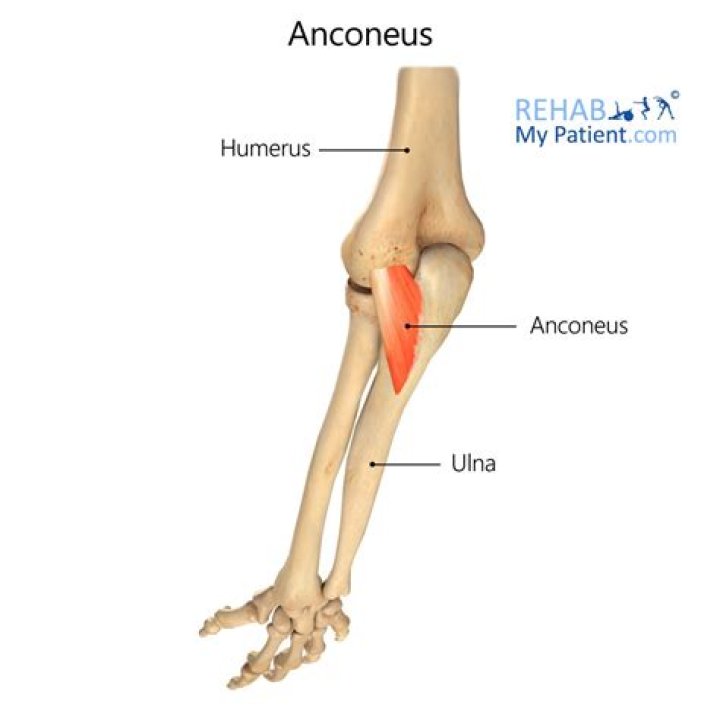 What is the action of the Anconeus muscle?