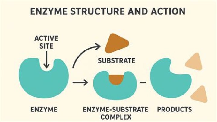What is the active site function?