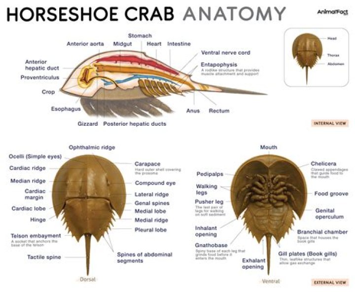 What is the anatomy of a horseshoe crab?
